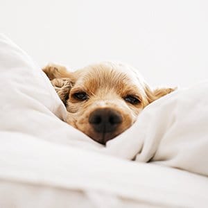 dog half awake in bed